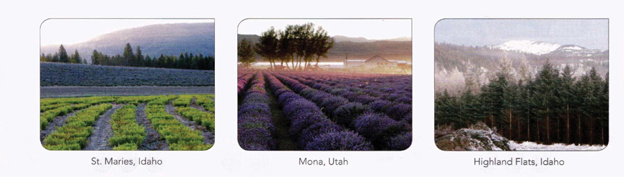 Young Living Farms